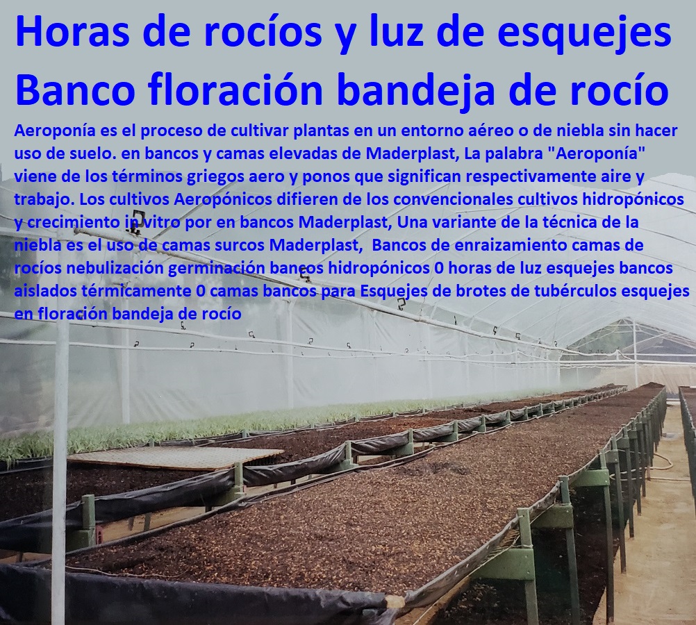 Bancos de enraizamiento camas de rocíos nebulización germinación bancos hidropónicos 0 horas de luz esquejes bancos aislados térmicamente 0 camas bancos para Esquejes de brotes de tubérculos esquejes en floración bandeja de rocío Bancos de enraizamiento camas de rocíos nebulización germinación bancos hidropónicos 0 horas de luz esquejes INVERNADEROS, SEMILLEROS, BANCOS DE SIEMBRA, Hidroponía, Agricultura, Cosecha, Poscosecha, Tutores para Flores cable vía Bananas Aromáticas, Cultivos Tecnificados, bancos aislados térmicamente 0 camas bancos para Esquejes de brotes de tubérculos esquejes en floración bandeja de rocío